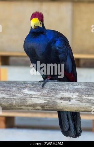 Turaco de Ross (Tauraco rossae), un oiseau africain bleuâtre-violet. Banque D'Images