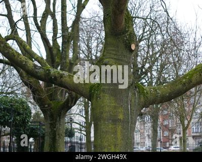 Bruxelles, Belgique. 26 janvier 2024.. Paysage de rue abstrait. Arbres en Belgique. Banque D'Images