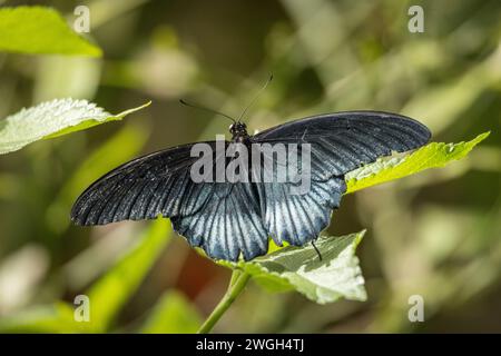 Papilio polytes, le papillon commun mormon à queue-d'araignée. Banque D'Images