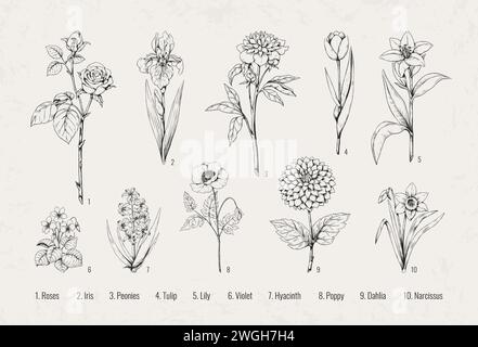 Fleurs noires. Rose florale, violette et iris en vieux rétro victorien, tulipe de printemps classique et coquelicot. Belle pivoine, lis et dahlia. Tige de plante dessinée à la main. Jeu de papier peint vectoriel Hyacinthe et Narcisse Illustration de Vecteur