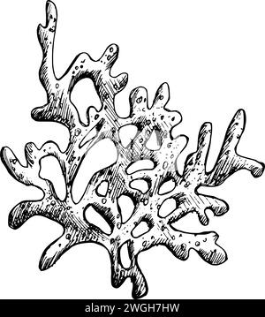 Clipart du monde sous-marin avec une branche de coraux de mer. Illustration graphique dessinée à la main à l'encre noire. Vecteur EPS objet isolé. Illustration de Vecteur