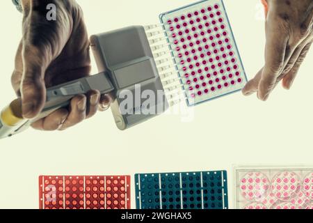 Scientifique utilisant une micropipette ou une multi-pipette dans la préparation d'échantillons pour le biodosage de cellules in vitro sur microplaque, 96 puits. Banque D'Images