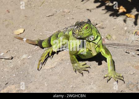 Un iguane vert regarde attentivement l'île de Sint Maarten dans la mer des Caraïbes Banque D'Images