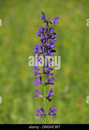 Sauge de prairie, Salvia pratensis Banque D'Images