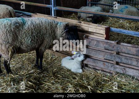 5 février 2024. Raglan Farm, Raglan, Monmouthshire. La saison de l'agneau est bien engagée avec plusieurs séries de jumeaux et triplés nés ce matin. L'agneau commence en janvier et se poursuit jusqu'en avril. Bridget Catterall AlamyLiveNews. Banque D'Images