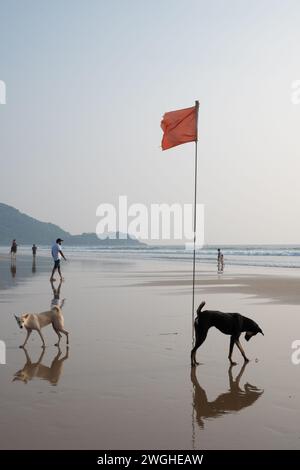 Agonda, Goa, Inde, chien sur la plage de sable, éditorial seulement. Banque D'Images