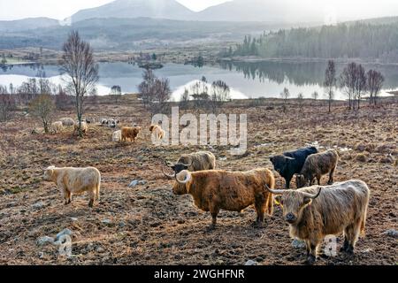 Highland Cattle and Jacob Sheep petit troupeau et troupeau sur les pâturages d'hiver de la côte ouest de l'Écosse Banque D'Images