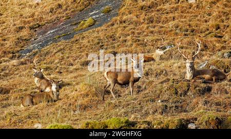 Cerfs rouges Cervus elaphus un groupe de cinq cerfs reposant sous le soleil West Coast Scotland Banque D'Images