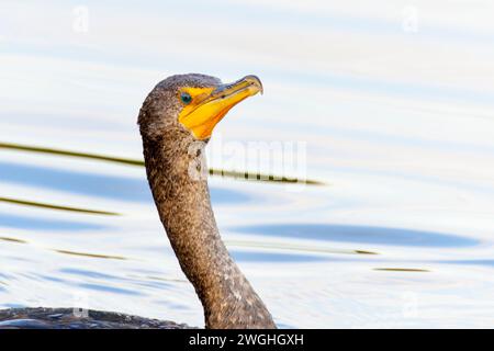 Portrait de Cormoran à double crête (Phalacrocorax auritus), regardant la caméra, lac Apopka, Floride, États-Unis Banque D'Images