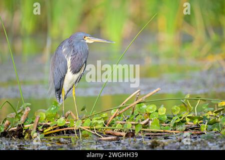 Héron tricolore (Egretta tricolor) debout dans une zone humide, Floride, États-Unis. Banque D'Images