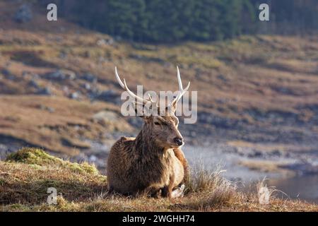 Cerfs rouges Cervus elaphus jeune cerf couché à côté d'un loch West Coast Scotland Banque D'Images