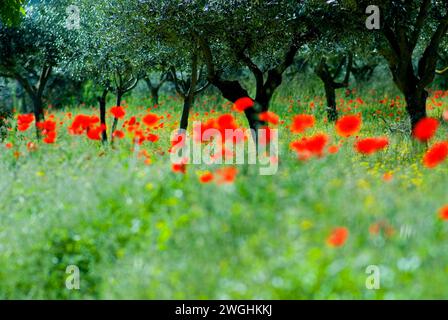 Coquelicots dans une oliveraie, Italie Banque D'Images