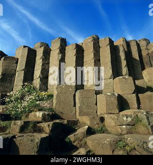 La chaussée des géants près de Bushmills, Irlande du Nord, Angleterre Banque D'Images