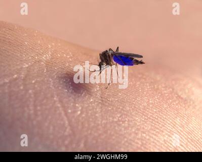 Le moustique domestique commun (Culex pipiens) suce le sang bleu d'un noble Banque D'Images