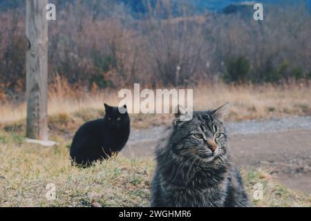 Deux petits chats sauvages dans les Pyrénées en Catalogne, Espagne, le 28 septembre 2019 Banque D'Images