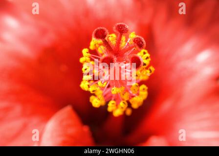 Tampon d'une fleur d'hibiscus Banque D'Images