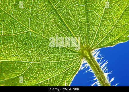 Photographie macro d'une ortie piquante (Urtica dioica) Banque D'Images