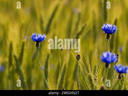 Bleuet (Centaurea cyanus) dans un champ de céréales, orge Banque D'Images