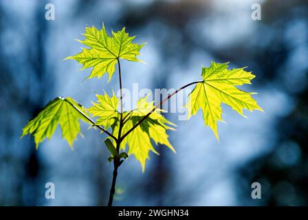 Feuilles d'érable sycomore (Acer pseudoplatanus) contre la lumière Banque D'Images