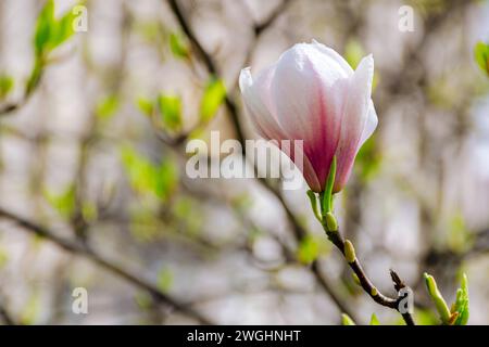 gros plan de fleur de magnolia en fleurs. arbre soulangeana en pleine floraison un jour ensoleillé au printemps Banque D'Images