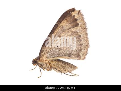 Papillon tissulaire isolé sur fond blanc, Triphosa dubitata Banque D'Images