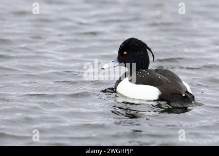 Canard touffeté mâle simple (Aythya fuligula) Banque D'Images