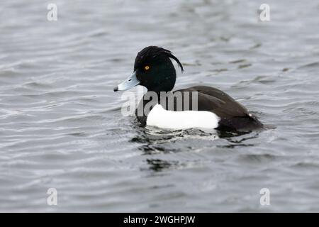 Canard touffeté mâle simple (Aythya fuligula) Banque D'Images