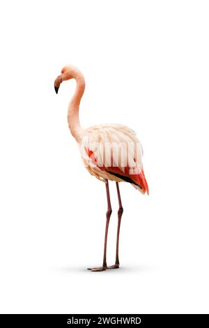 Élégant flamant rose debout sereinement avec un fond blanc, mettant en valeur ses délicates plumes roses et sa posture imposante Banque D'Images