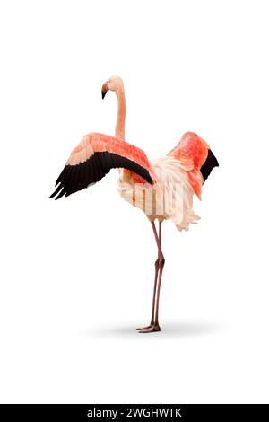 Élégant flamant rose debout sereinement avec un fond blanc, mettant en valeur ses délicates plumes roses et sa posture imposante Banque D'Images