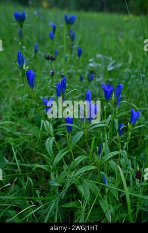 Gentiane des marais (Gentiana pneumonanthe) sur un pré fauché au contre-jour du soleil couchant, belles fleurs sauvages bleues, image verticale, Hongrie Banque D'Images
