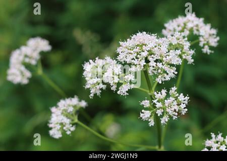 Gros plan de délicates fleurs de valériane blanches et roses Banque D'Images