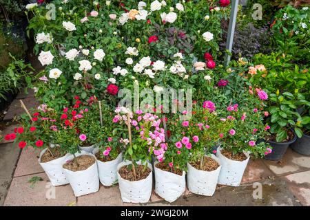 Divers plants de rose rouge et rose blanche sont vendus dans un pot avec un morceau de terre au marché Banque D'Images