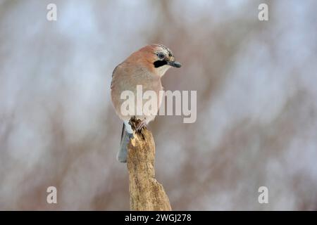 Überblick... Eichelhäher *Garrulus glandarius* hockt auf der Spitze eines verrotteten baumes *** Jay eurasien Garrulus glandarius , perché au sommet d'un vieil arbre pourri, surveillant attentivement la faune, l'Europe. Nordrhein-Westfalen Deutschland, Westeuropa Banque D'Images
