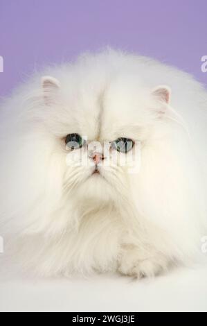 Chinchilla Persian Cat Headshot regardant vers l'avant Banque D'Images