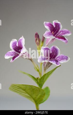 clochettes, fleurs attrayantes et belles en forme de cloche violette avec des feuilles, mise au point sélective avec isolé sur fond gris neutre Banque D'Images