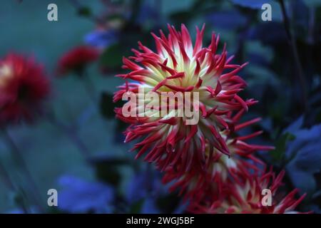 Les fleurs rouges et jaunes complètent un buisson vert luxuriant orné de délicates fleurs bleues Banque D'Images