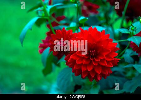 Fleur de dahlia rouge vif au centre d'un arrangement floral magnifique Banque D'Images