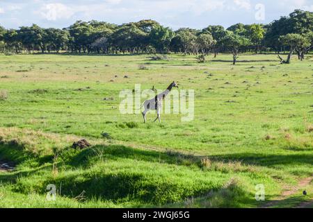 Une girafe dans la réserve naturelle Mukuvisi Woodlands au Zimbabwe. Crédit : Vuk Valcic/Alamy Banque D'Images