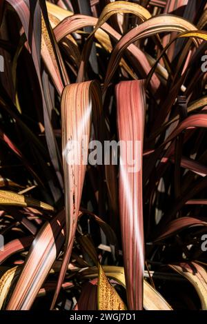Les feuilles d'un Phormium Bronze Warrior Phormium tenax purpureum Nouvelle-Zélande Flax poussant dans un jardin à Newquay en Cornouailles au Royaume-Uni. Banque D'Images