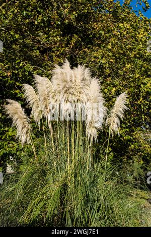 Pampas herbe Cortaderia selloana poussant dans un jardin à Newquay en Cornouailles au Royaume-Uni. Banque D'Images