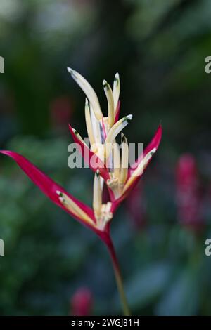 Gros plan de Heliconia psittacorum, Heliconia psittacorum, à l'intérieur du jardin exotique fleuri, Mahé, Seychelles Banque D'Images