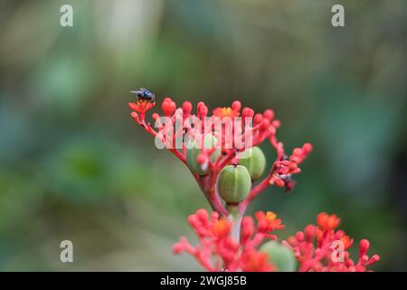 Gros plan de la mouche unique sur Jatropha podagrica est une plante succulente de la famille des Euphorbiaceae. Il est originaire de l'Amérique tropicale Banque D'Images