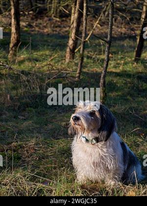 Petit Basset Griffon Vendeen nommé Roosje dans la forêt Banque D'Images