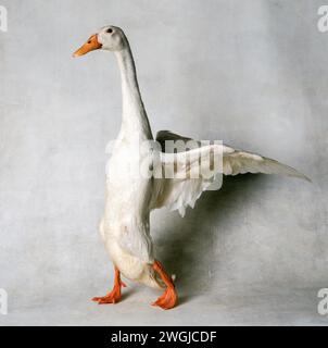 Canard blanc Indien Runner Banque D'Images