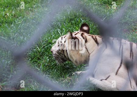 Tigre blanc couché dans une cage à l'intérieur d'un zoo - abus des animaux. Tigre en captivité. Banque D'Images