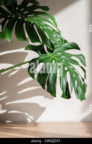 Monstera part contre un mur de béton blanc avec de belles ombres de la lumière naturelle du soleil. Banque D'Images
