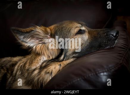 Berger allemand chien se prélassant sur le canapé. Image de portrait de berger allemand aux cheveux mi-longs. Banque D'Images