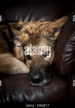 Berger allemand chien se prélassant sur le canapé. Image de portrait de berger allemand aux cheveux mi-longs. Banque D'Images