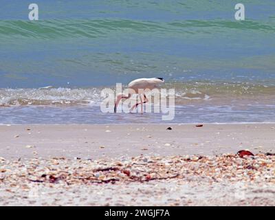 Ibis blanc américain (Eudocimus albus) se restaurer sur les rives du golfe du Mexique. Banque D'Images