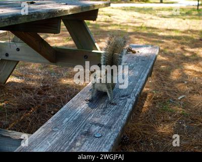 Écureuil mendiant pour de la nourriture sur une table de pique-nique. Banque D'Images